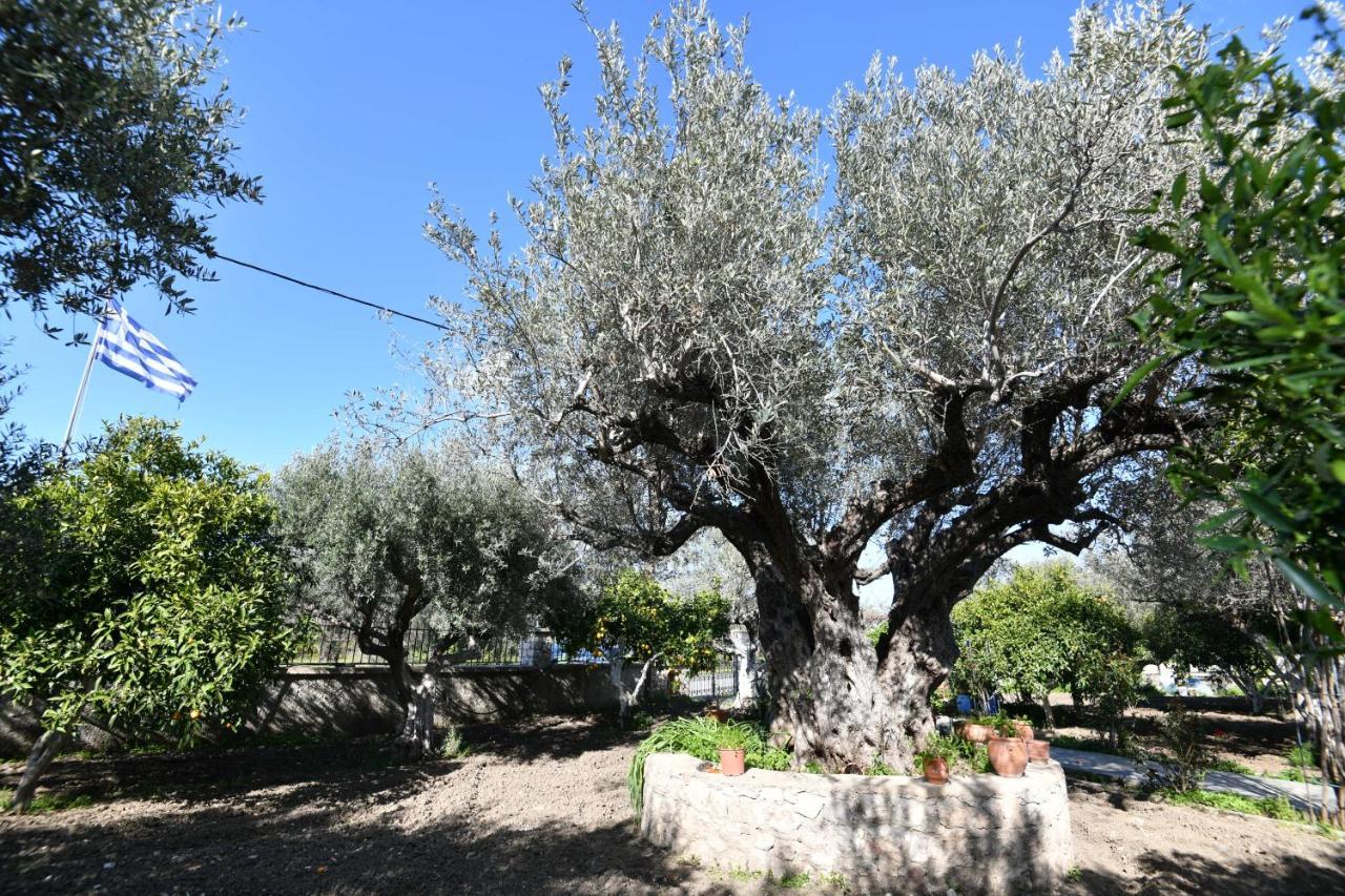 Villa Kavalino Kolymbia Esterno foto